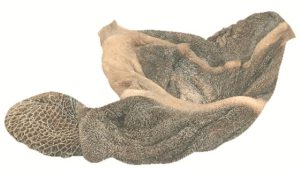 6140 Tripe unscalded