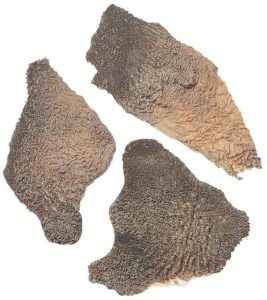 6151 Tripe pieces Raw unscalded