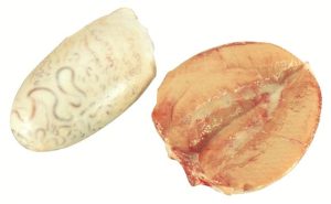 6180 Testes
