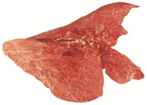 6210 Lungs
