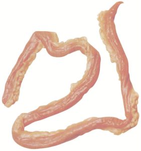 6496 Small intestine