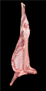 G 4650 Sidr Medial 1